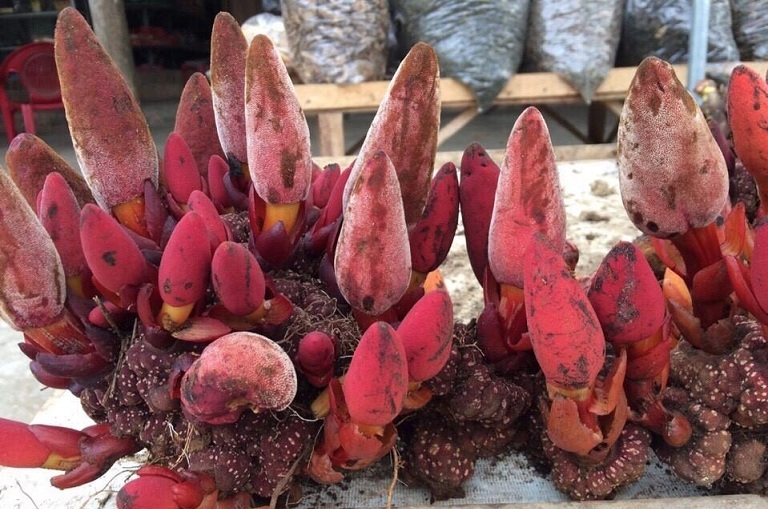 Nấm ngọc cẩu thần dược cho nam giới