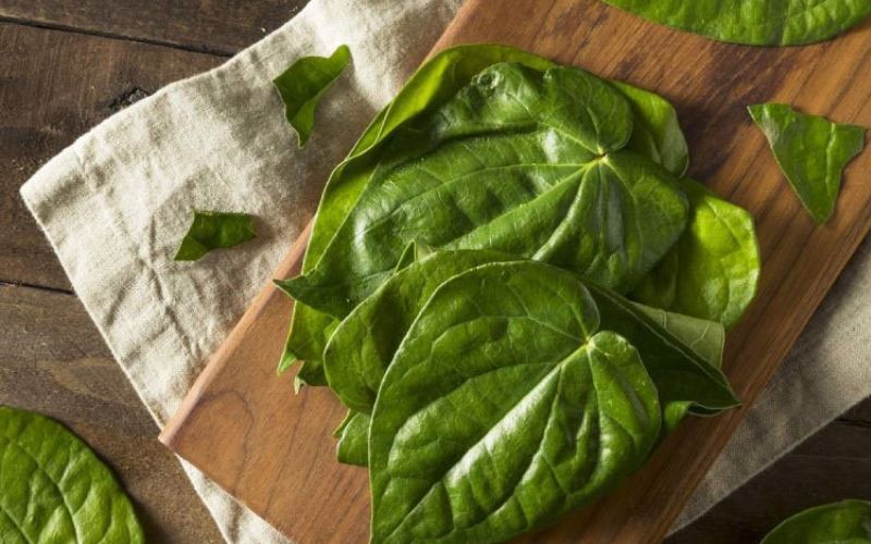 Lá trầu không làm khô các vết loét dạ dày nhanh chóng