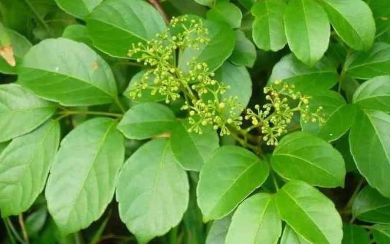 Cây chè dây chữa bệnh dạ dày hiệu quả được nhiều người lựa chọn