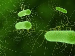 Vi khuẩn HP - nguyên nhân hàng đầu gây viêm loét dạ dày tá tràng