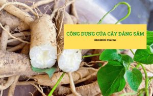 Cây Đảng Sâm